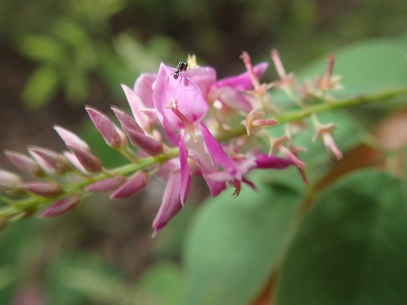 Indigofera saxicola photo 8