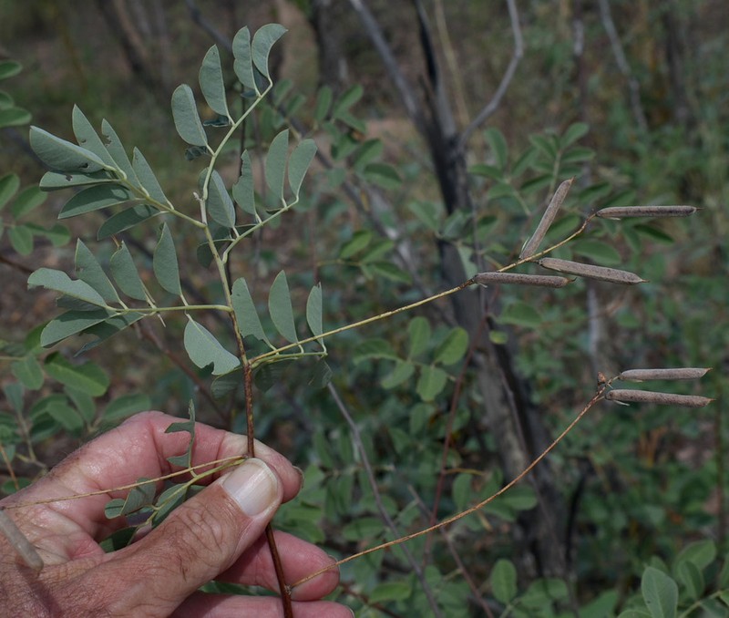 Indigofera scabrella
