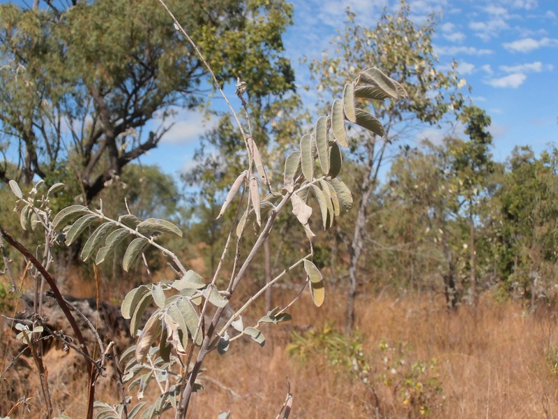 Indigofera scabrella photo 2