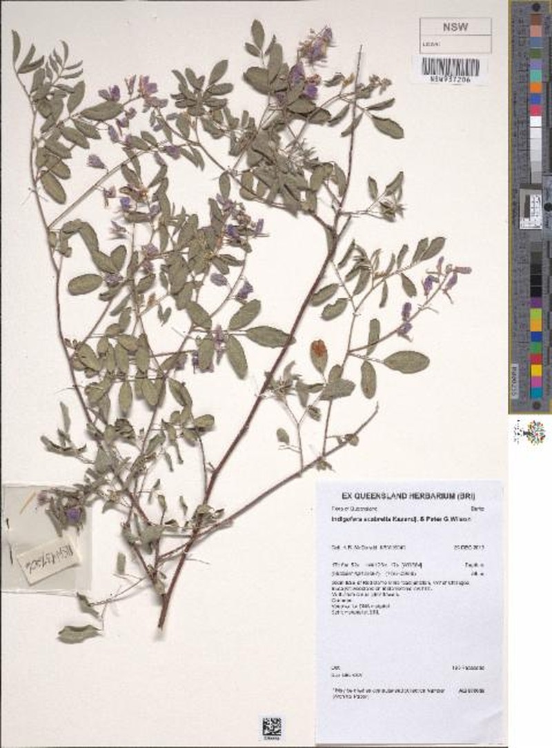 Indigofera scabrella photo 3