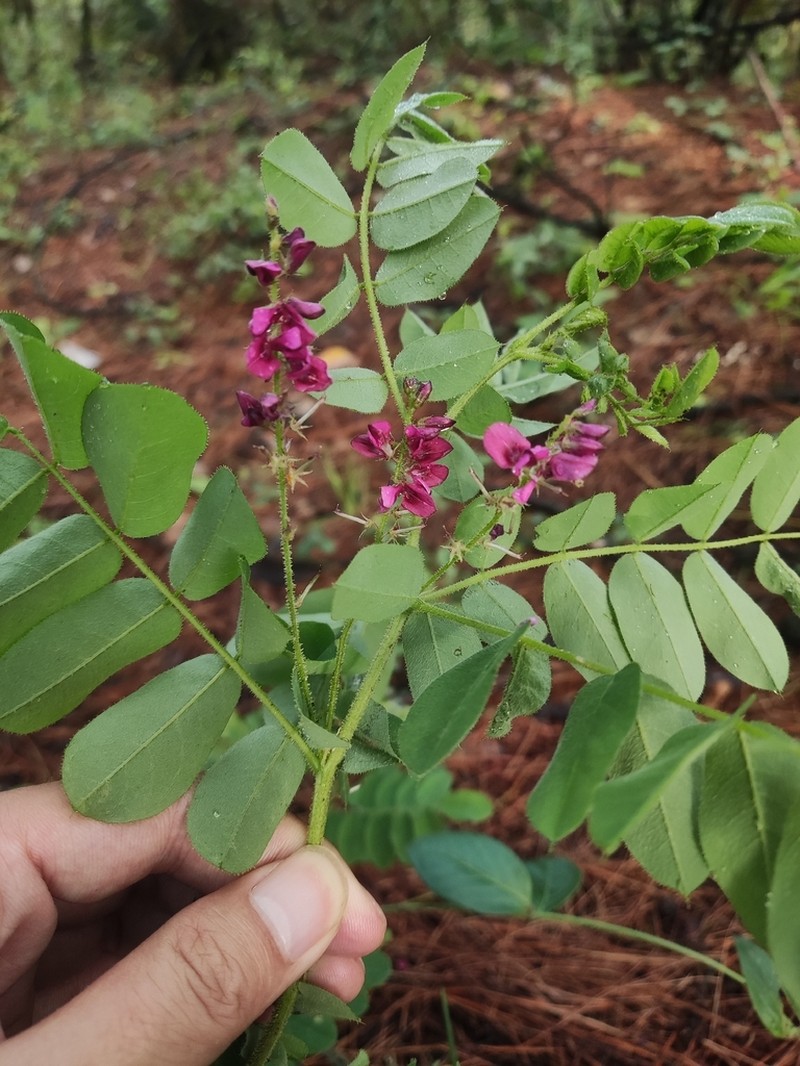 Indigofera scabrida