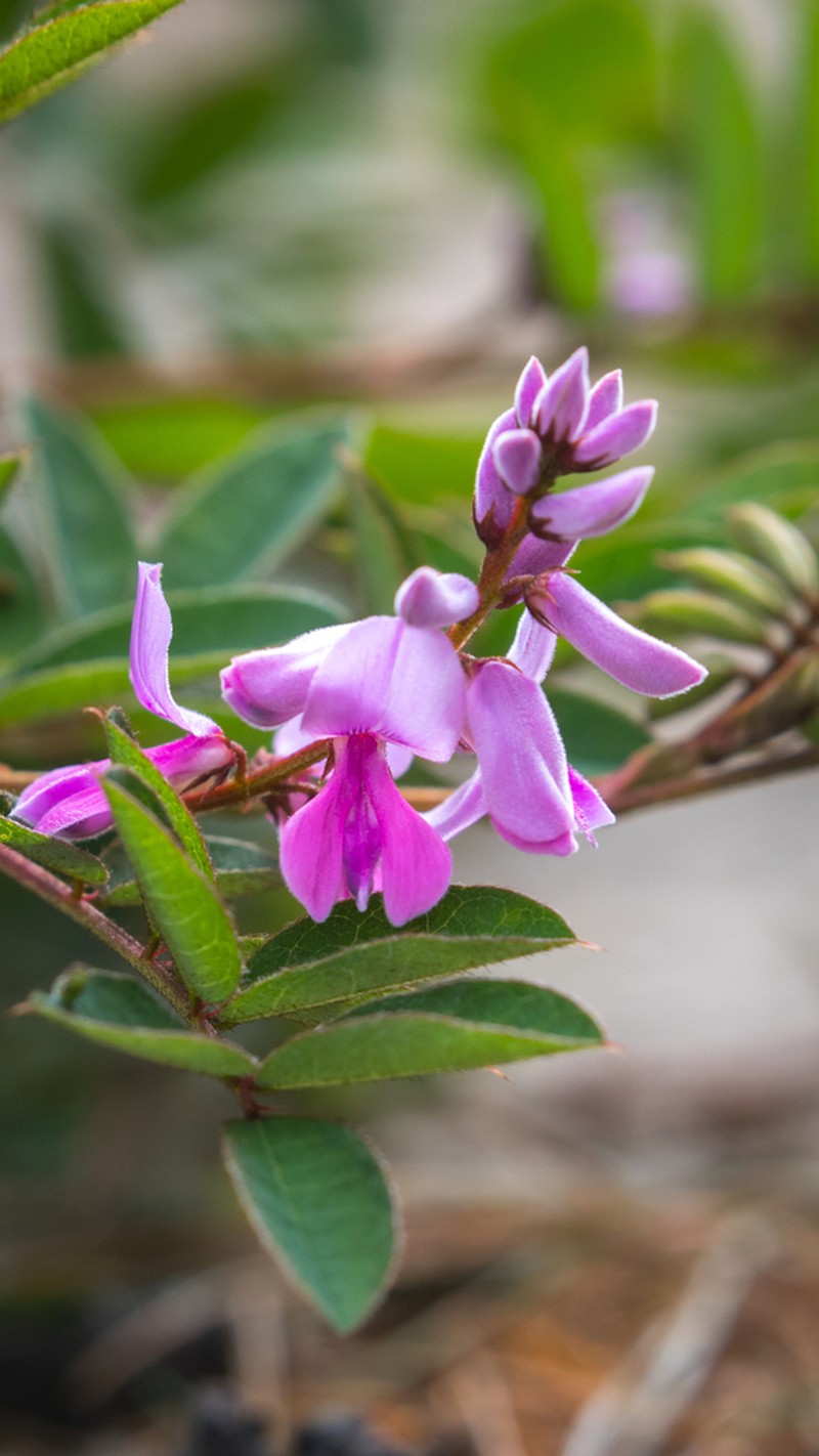 Indigofera scabrida photo 2