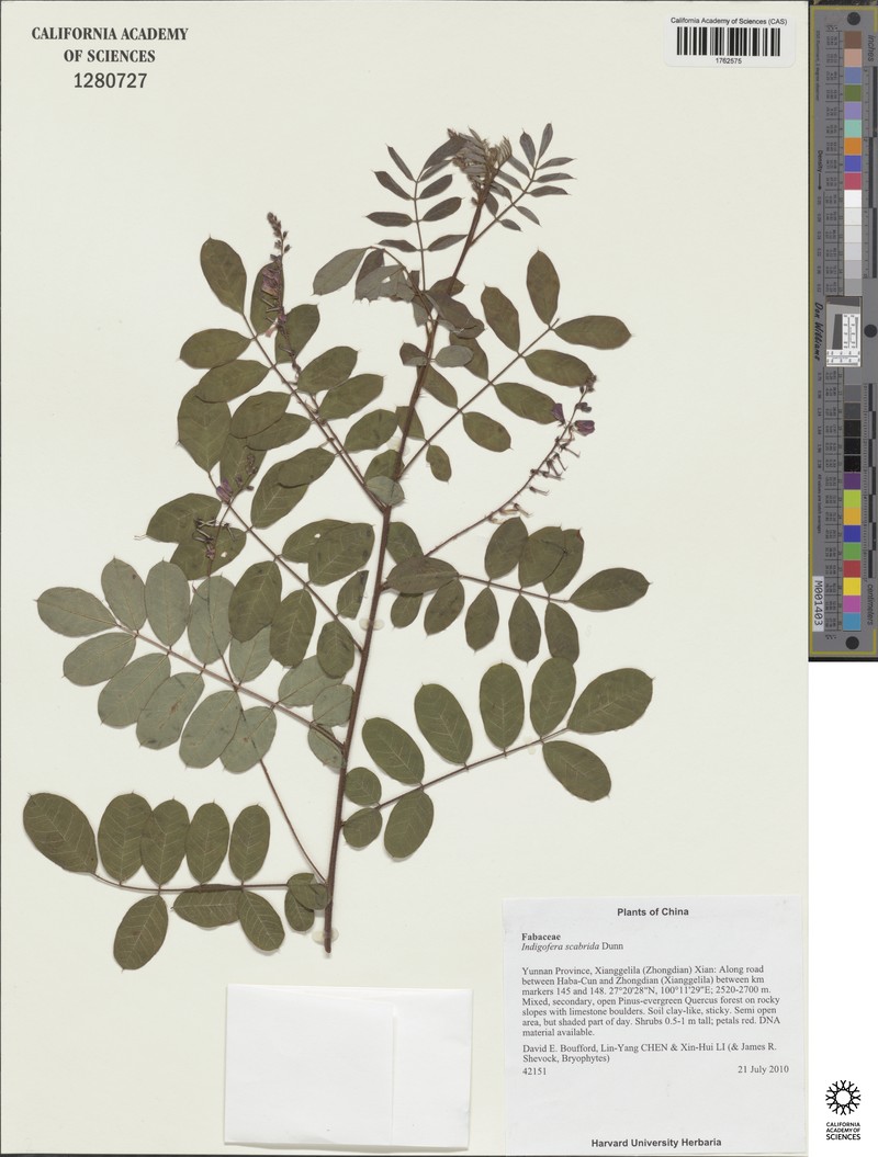 Indigofera scabrida photo 3