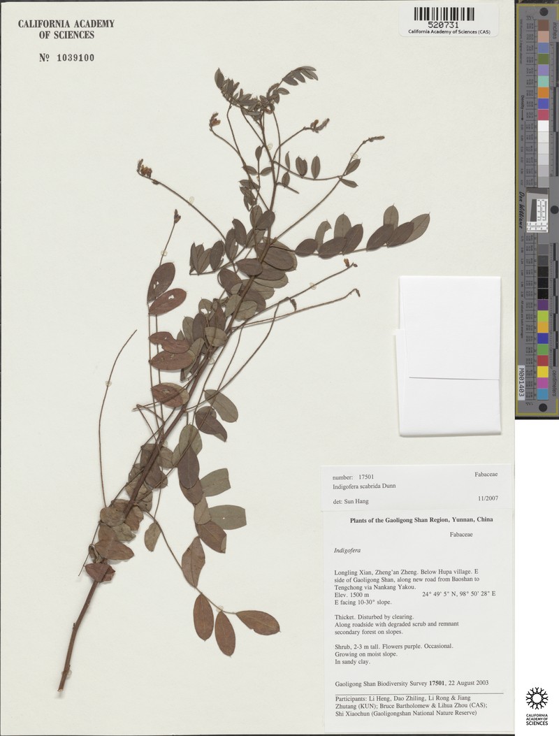 Indigofera scabrida photo 4