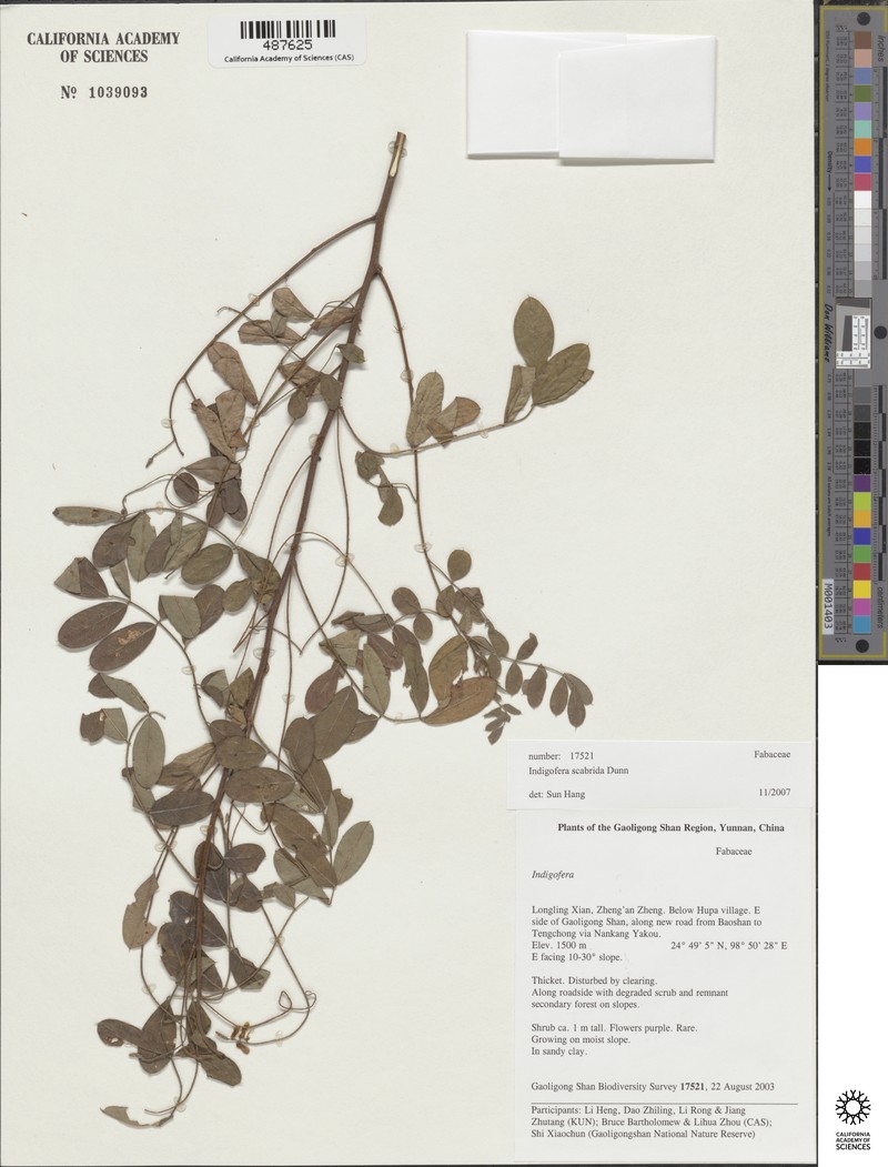 Indigofera scabrida photo 5