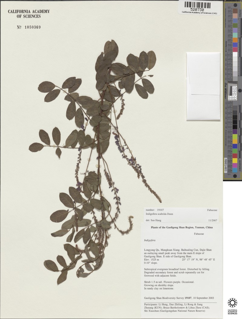 Indigofera scabrida photo 6