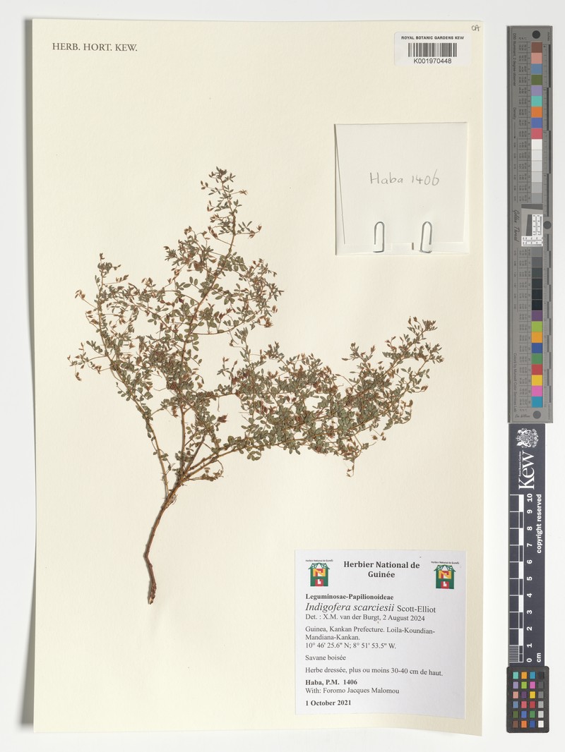 Indigofera scarciesii