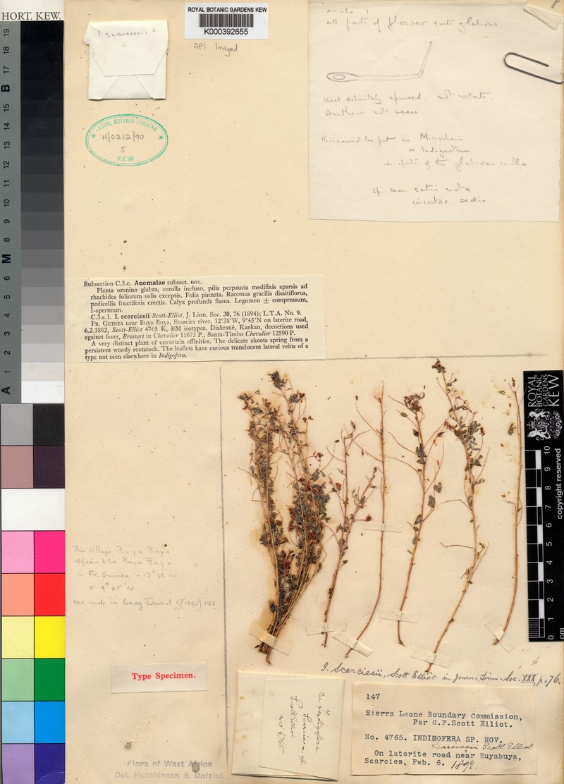 Indigofera scarciesii photo 2