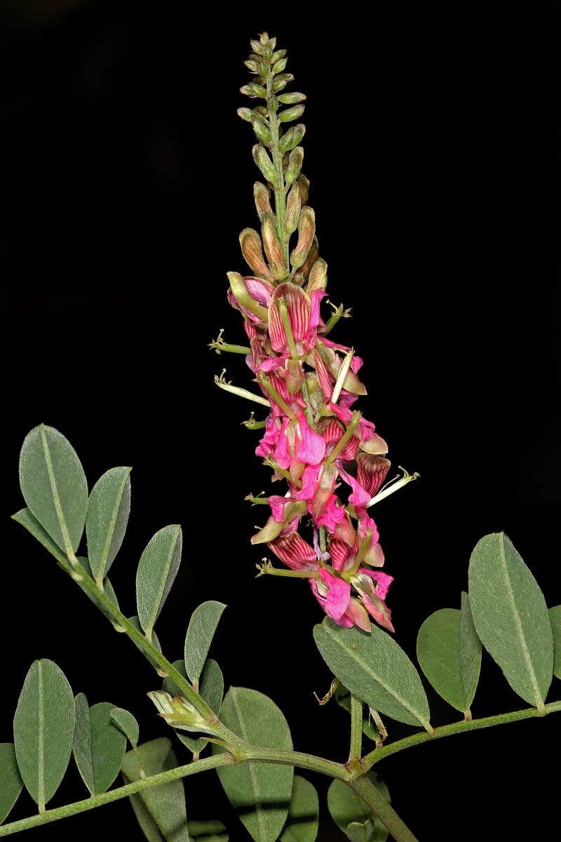 Indigofera schimperi