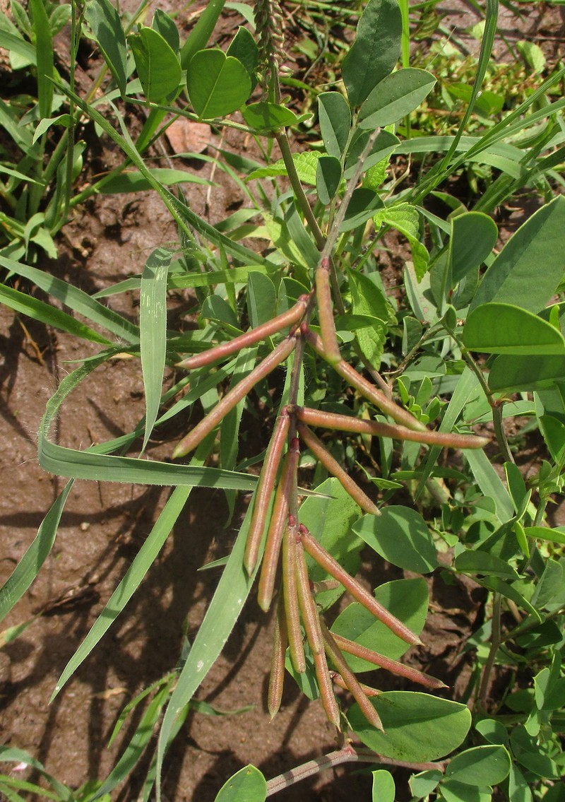 Indigofera schimperi var. schimperi
