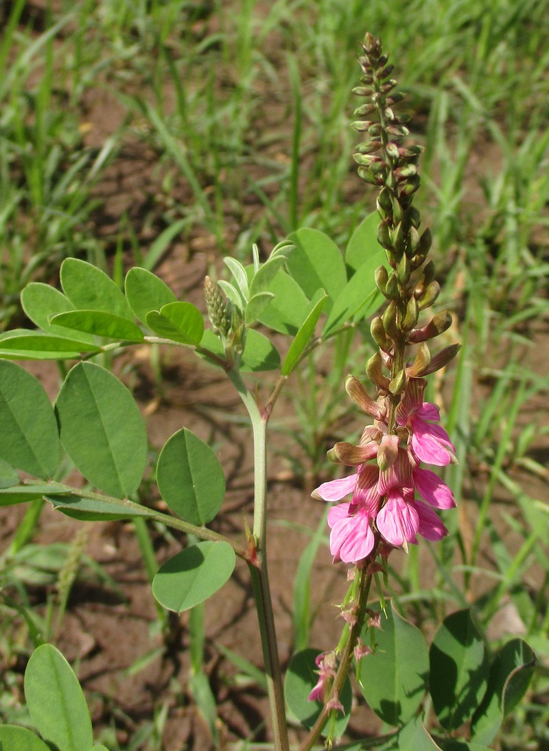 Indigofera schimperi var. schimperi photo 2