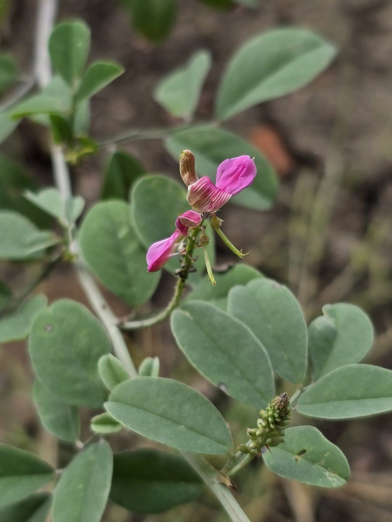 Indigofera schimperi var. schimperi photo 3
