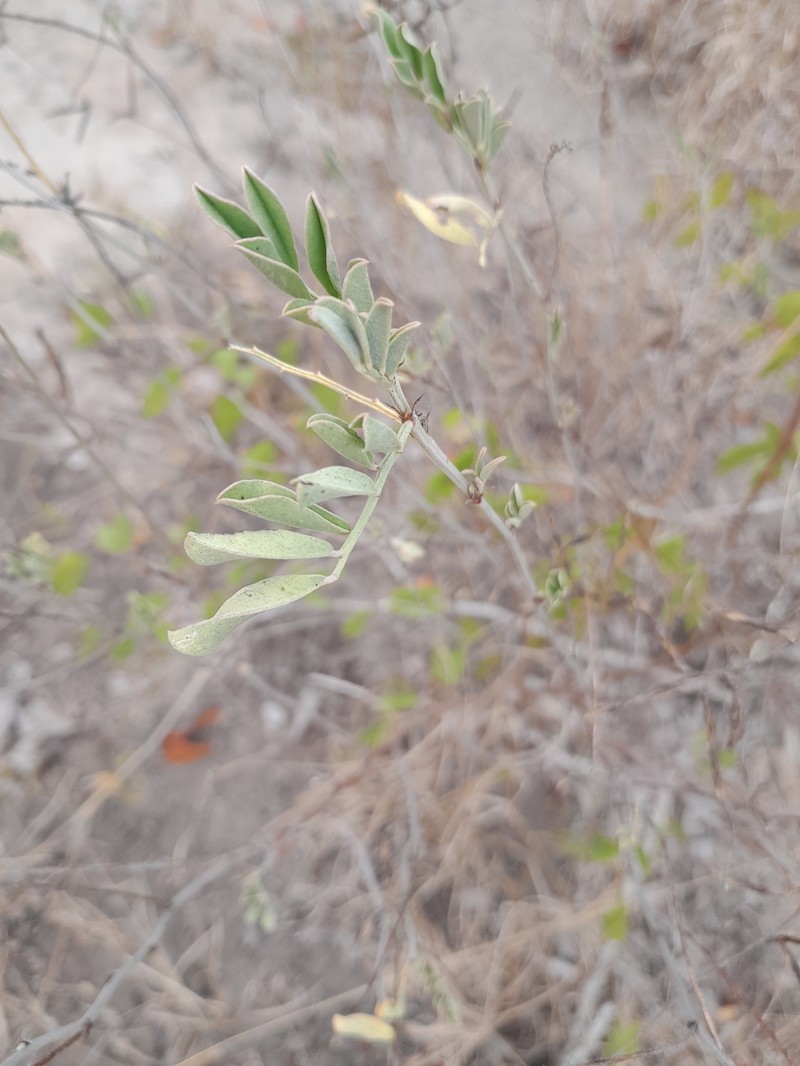 Indigofera schimperi var. schimperi photo 4