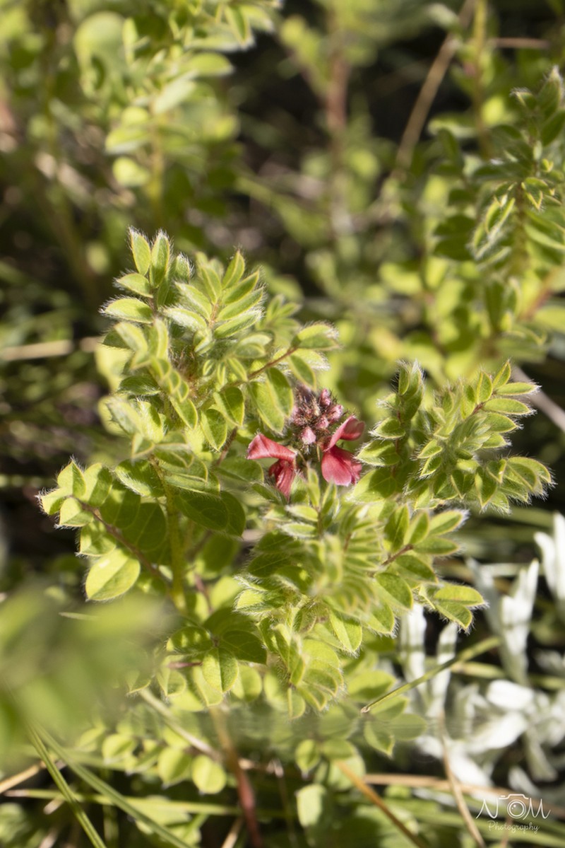 Indigofera schlechteri