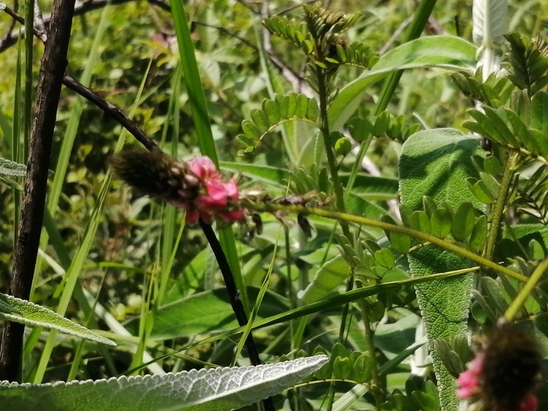 Indigofera schlechteri photo 2