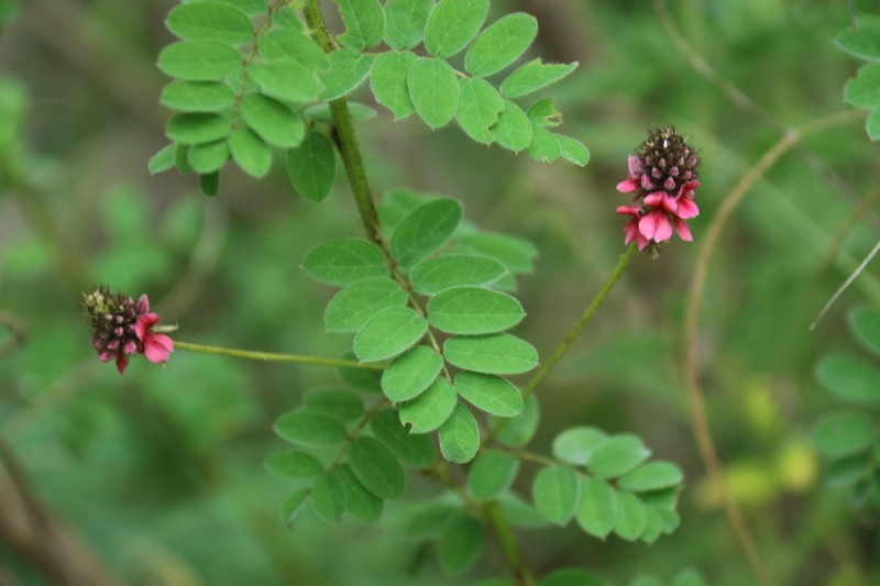 Indigofera schlechteri photo 3