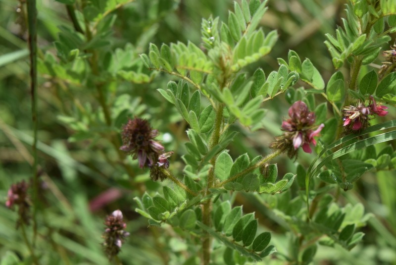 Indigofera schlechteri photo 4