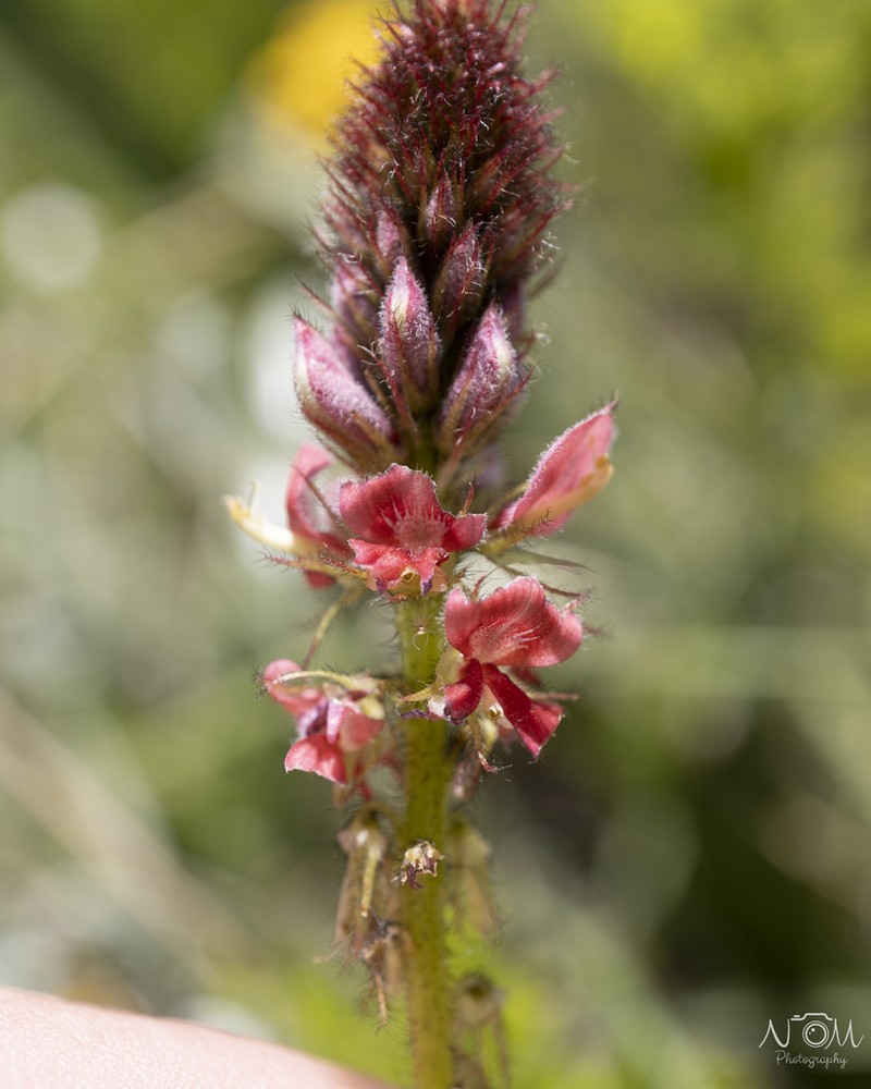 Indigofera schlechteri photo 5