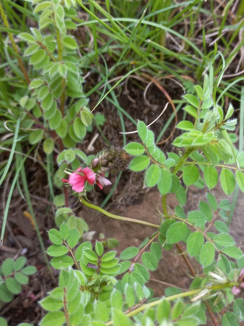 Indigofera schlechteri photo 6