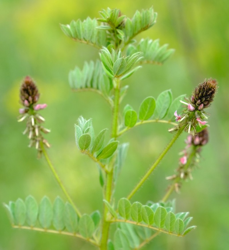 Indigofera schlechteri photo 8