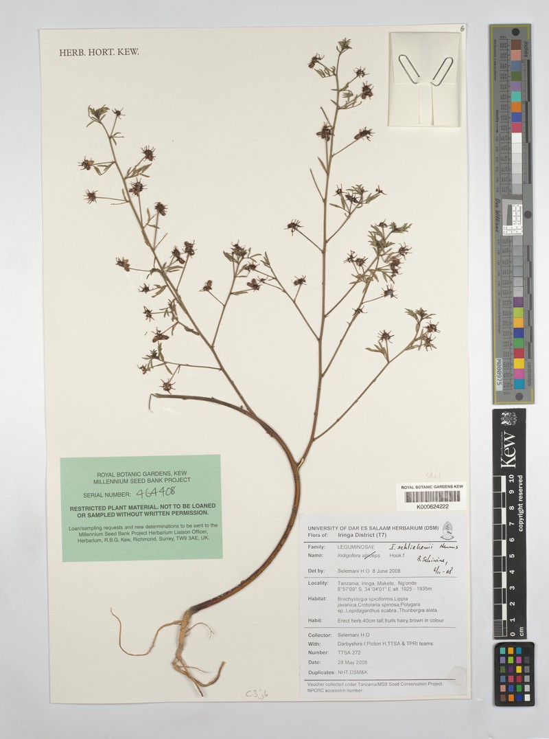 Indigofera schliebenii