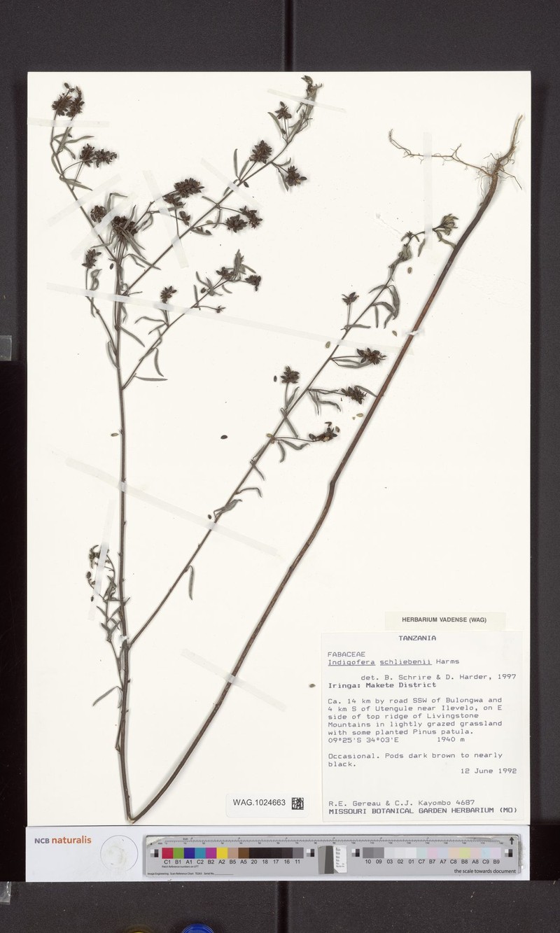 Indigofera schliebenii photo 2