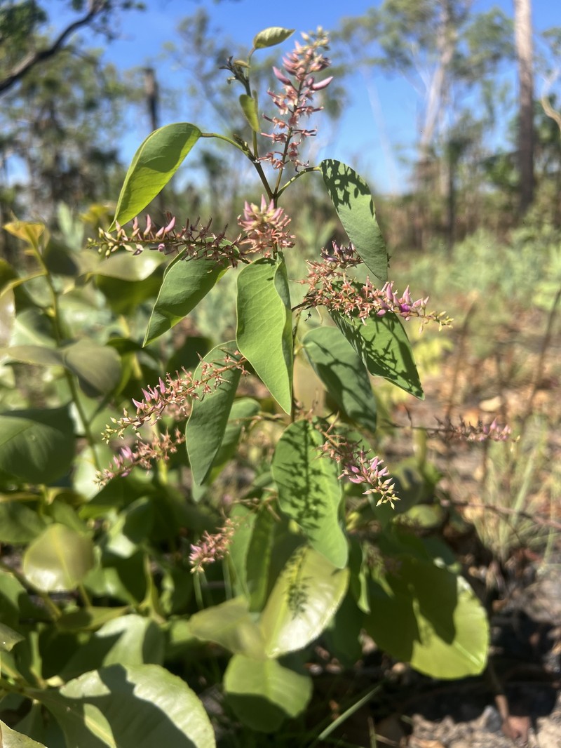 Indigofera schultziana photo 2