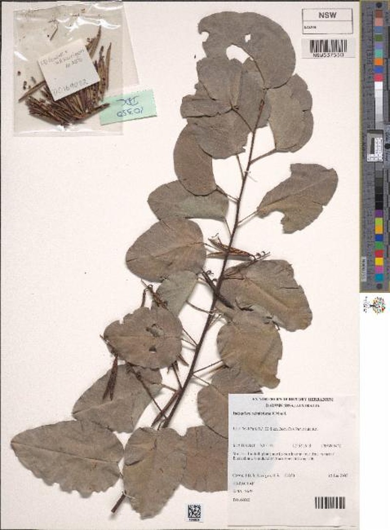 Indigofera schultziana photo 3