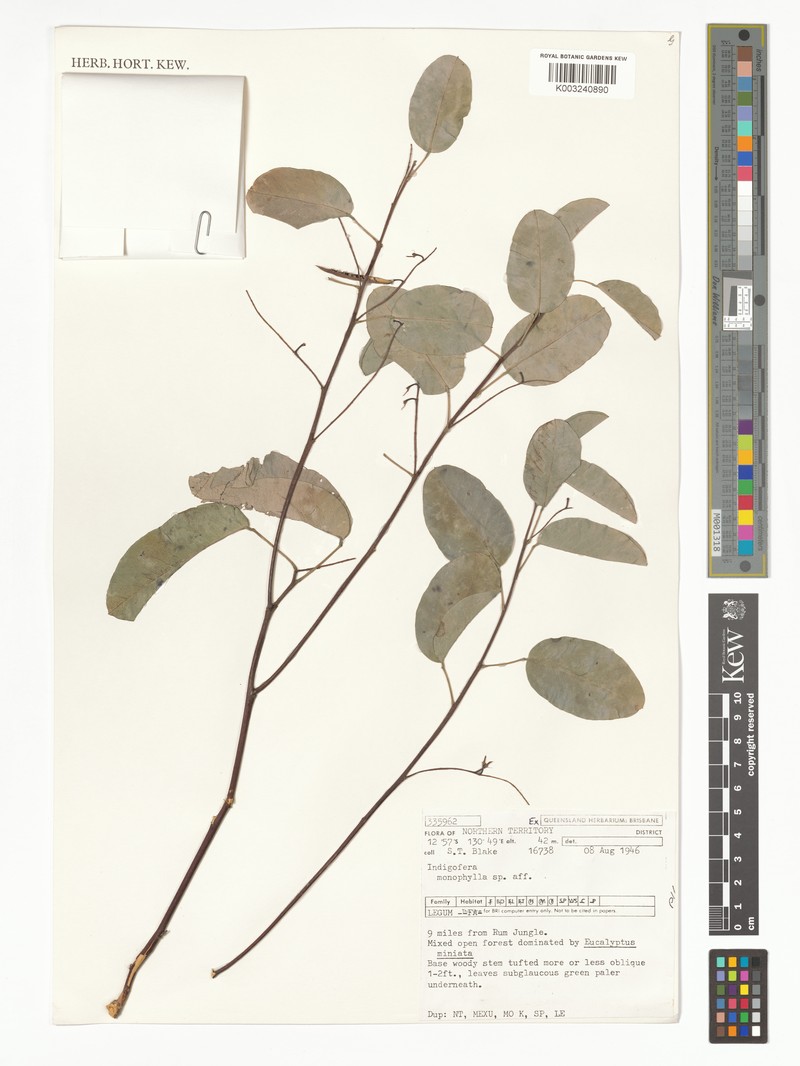 Indigofera schultziana photo 4