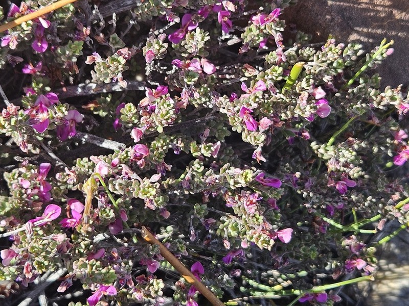 Indigofera sclerophylla