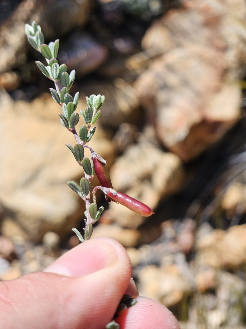 Indigofera sclerophylla photo 2