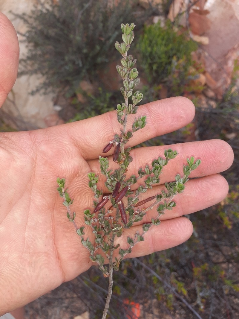 Indigofera sclerophylla photo 3