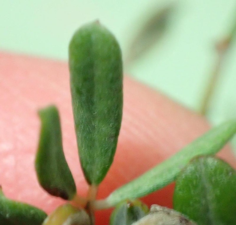 Indigofera sclerophylla photo 4