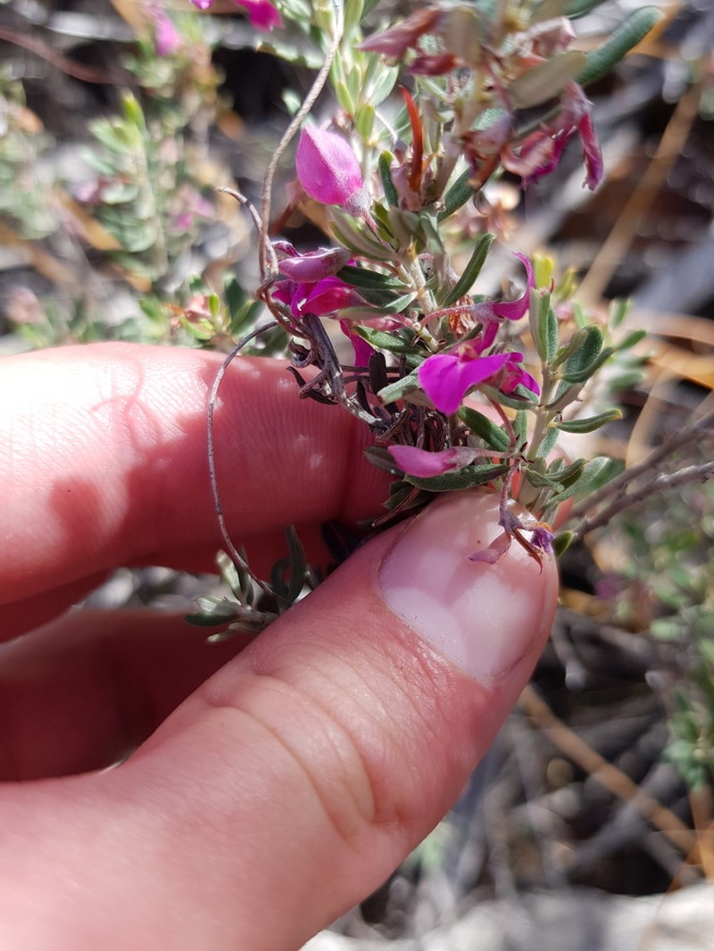 Indigofera sclerophylla photo 5