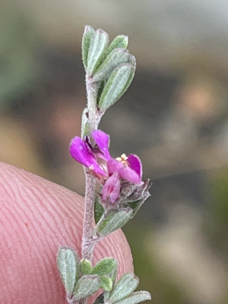 Indigofera sclerophylla photo 6