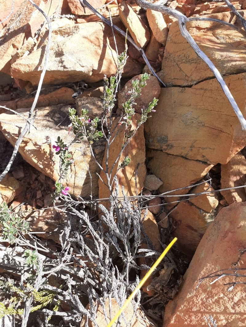Indigofera sclerophylla photo 7