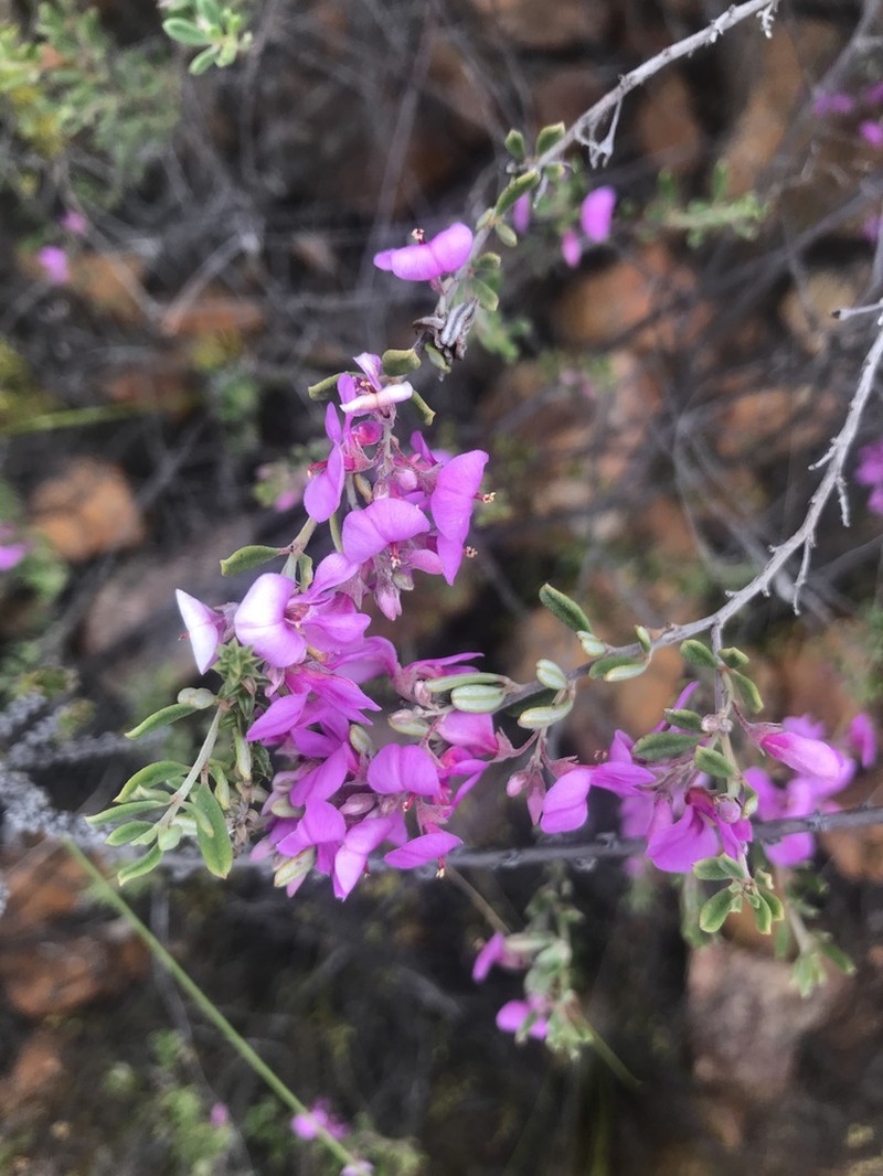Indigofera sclerophylla photo 8