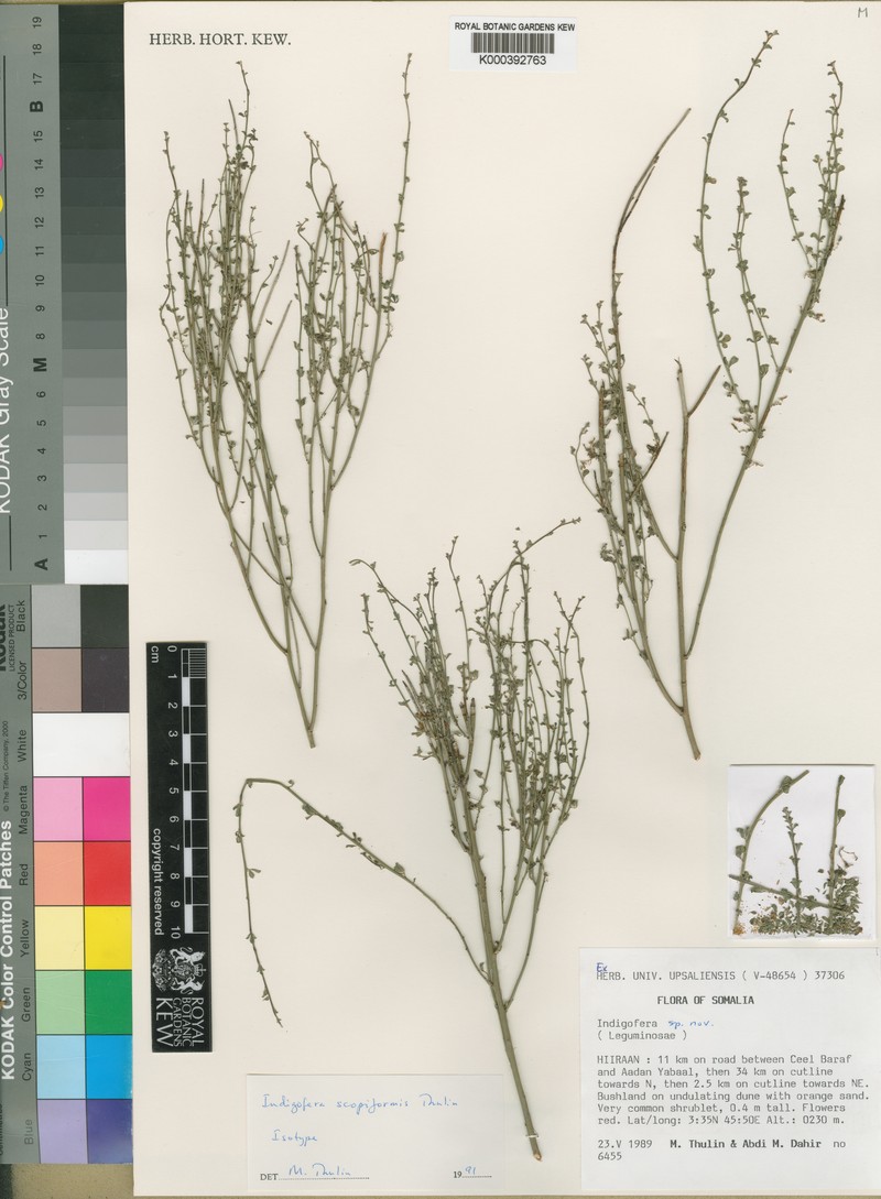 Indigofera scopiformis