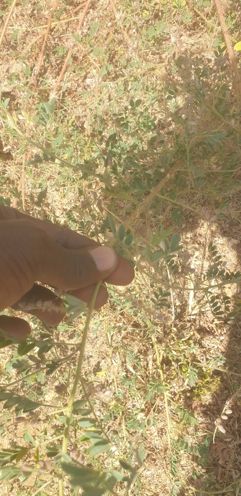 Indigofera secundiflora photo 2