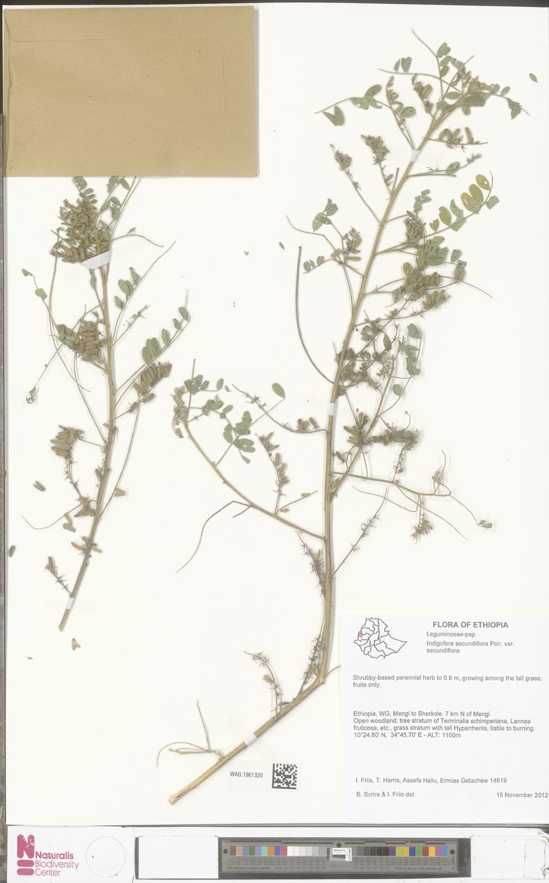 Indigofera secundiflora photo 4