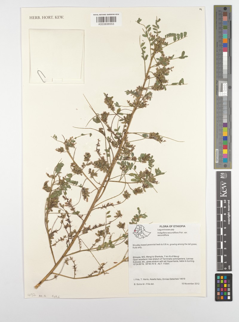 Indigofera secundiflora photo 5