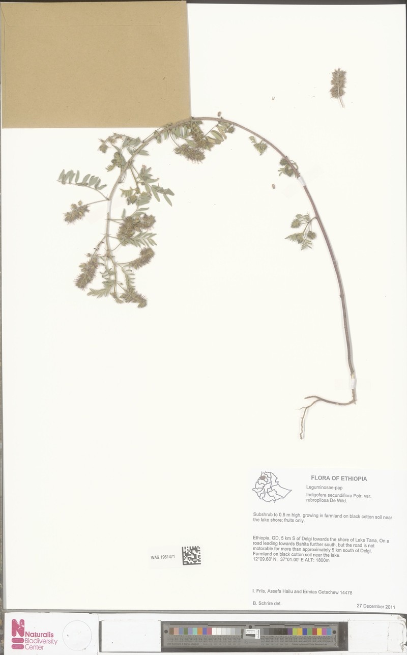 Indigofera secundiflora photo 6