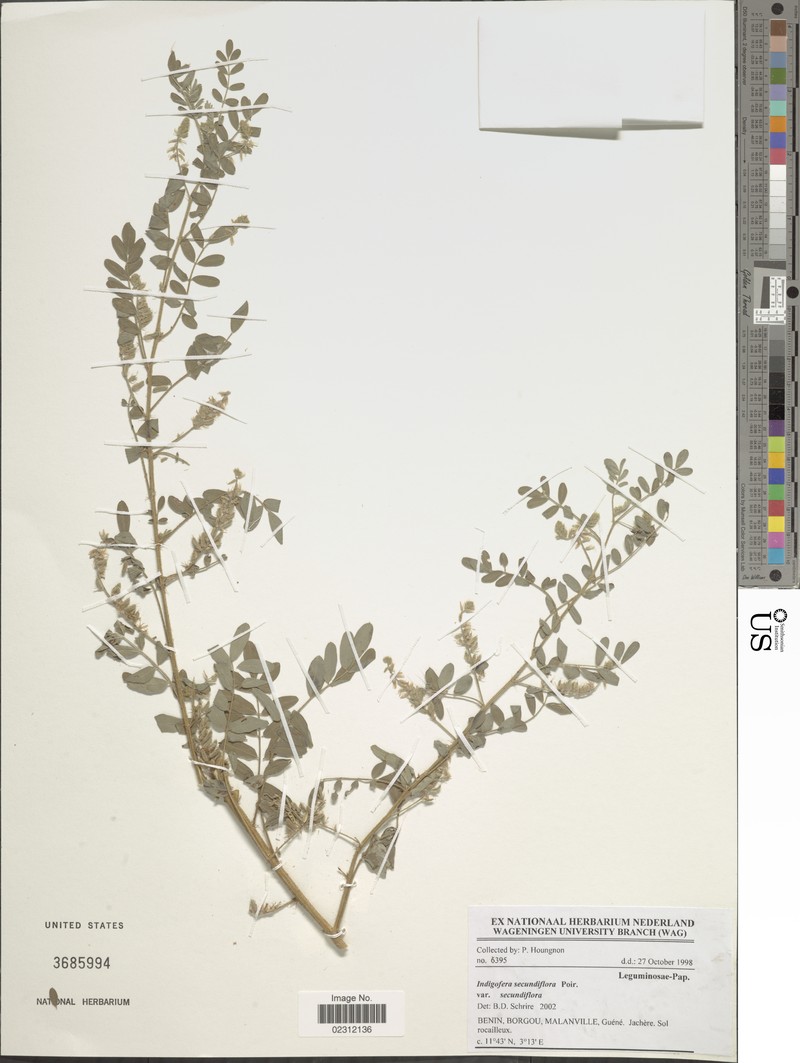 Indigofera secundiflora