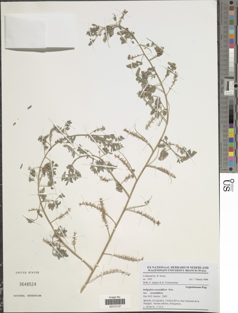 Indigofera secundiflora photo 7