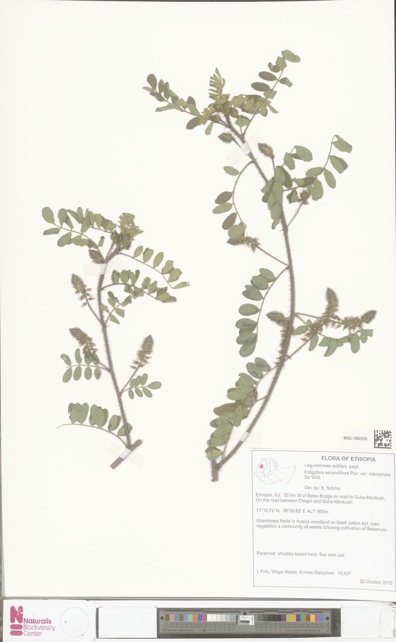 Indigofera secundiflora var. rubripilosa photo 2