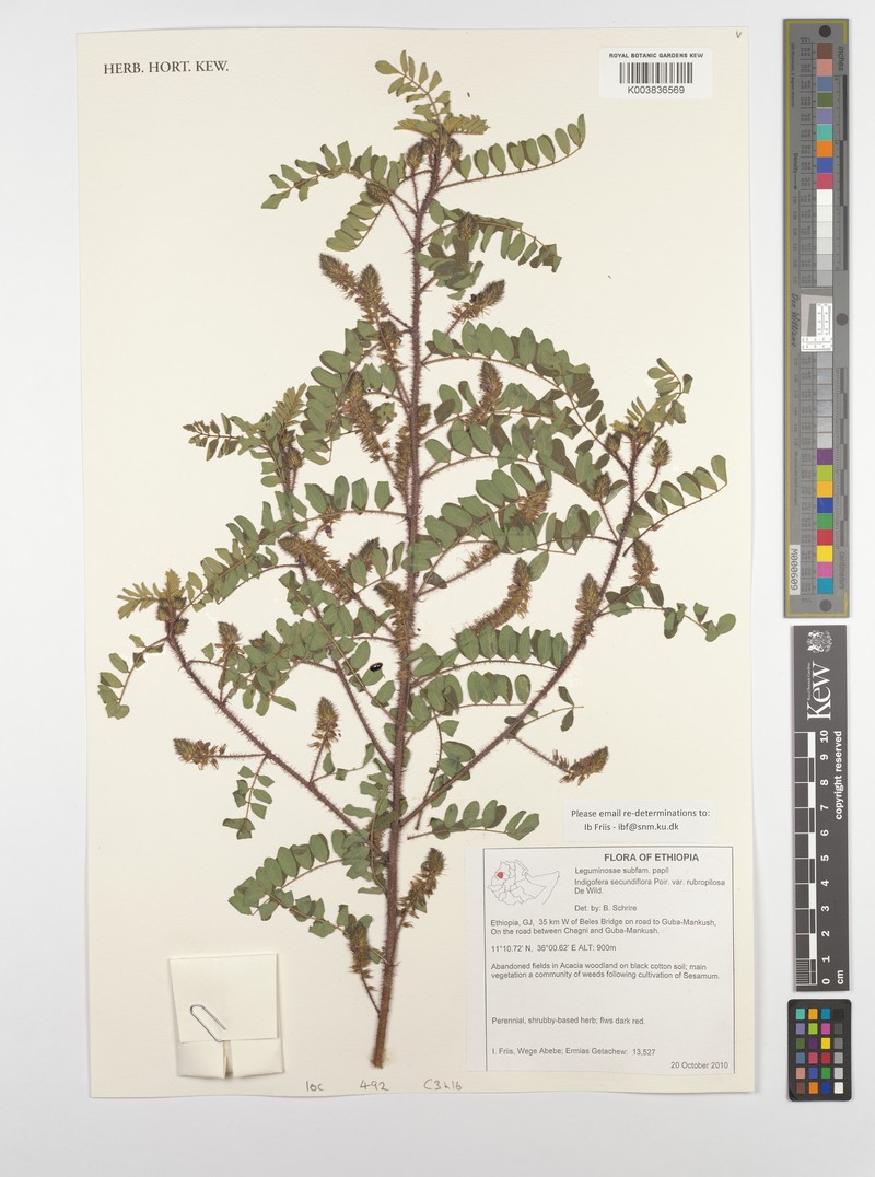 Indigofera secundiflora var. rubripilosa photo 3