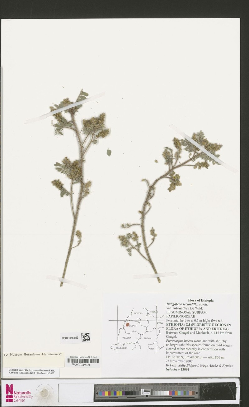 Indigofera secundiflora var. rubripilosa photo 4