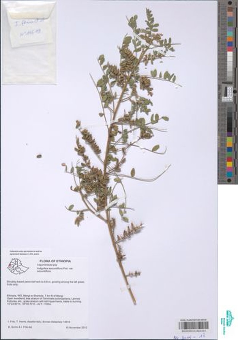 Indigofera secundiflora var. secundiflora
