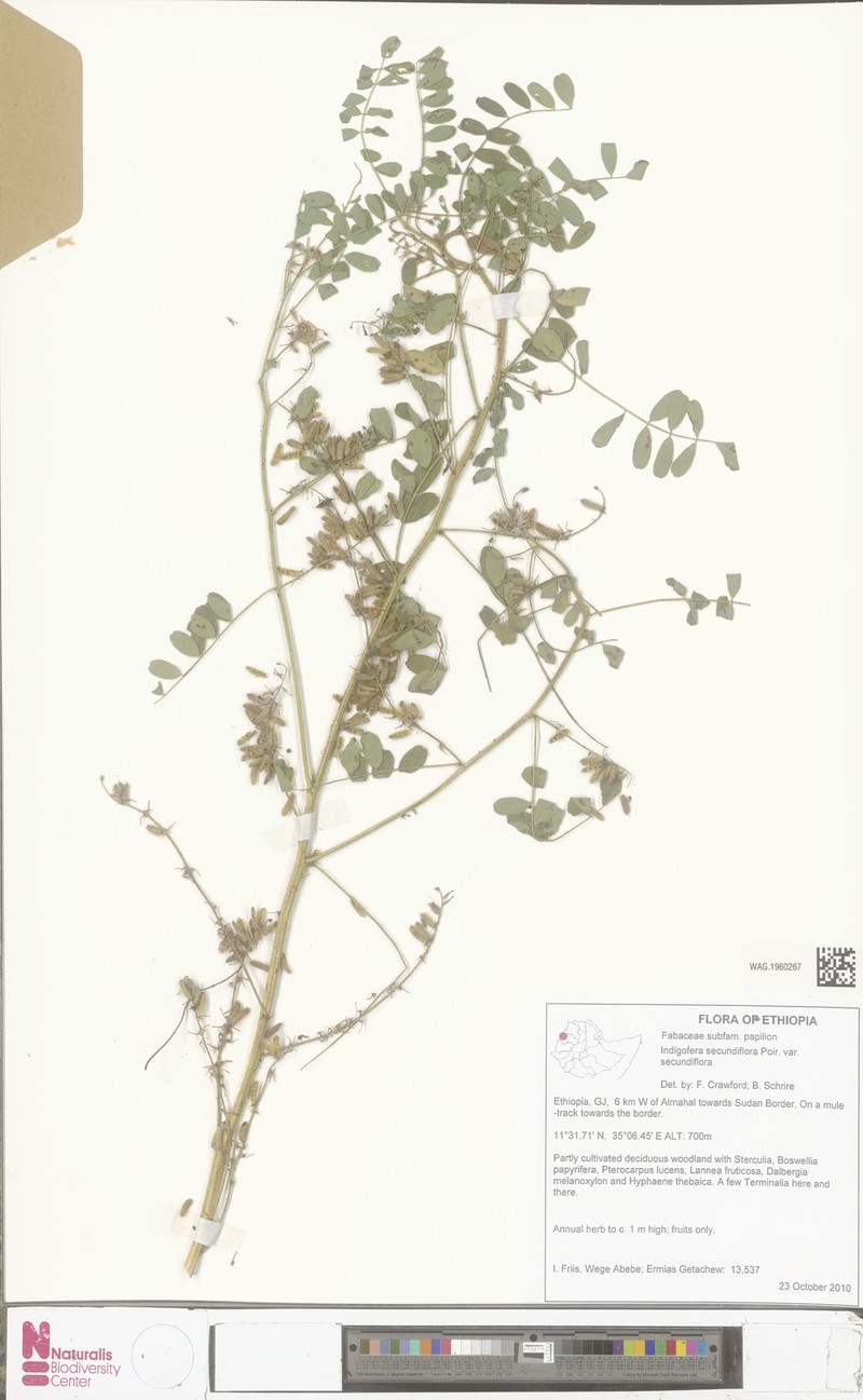 Indigofera secundiflora var. secundiflora photo 4