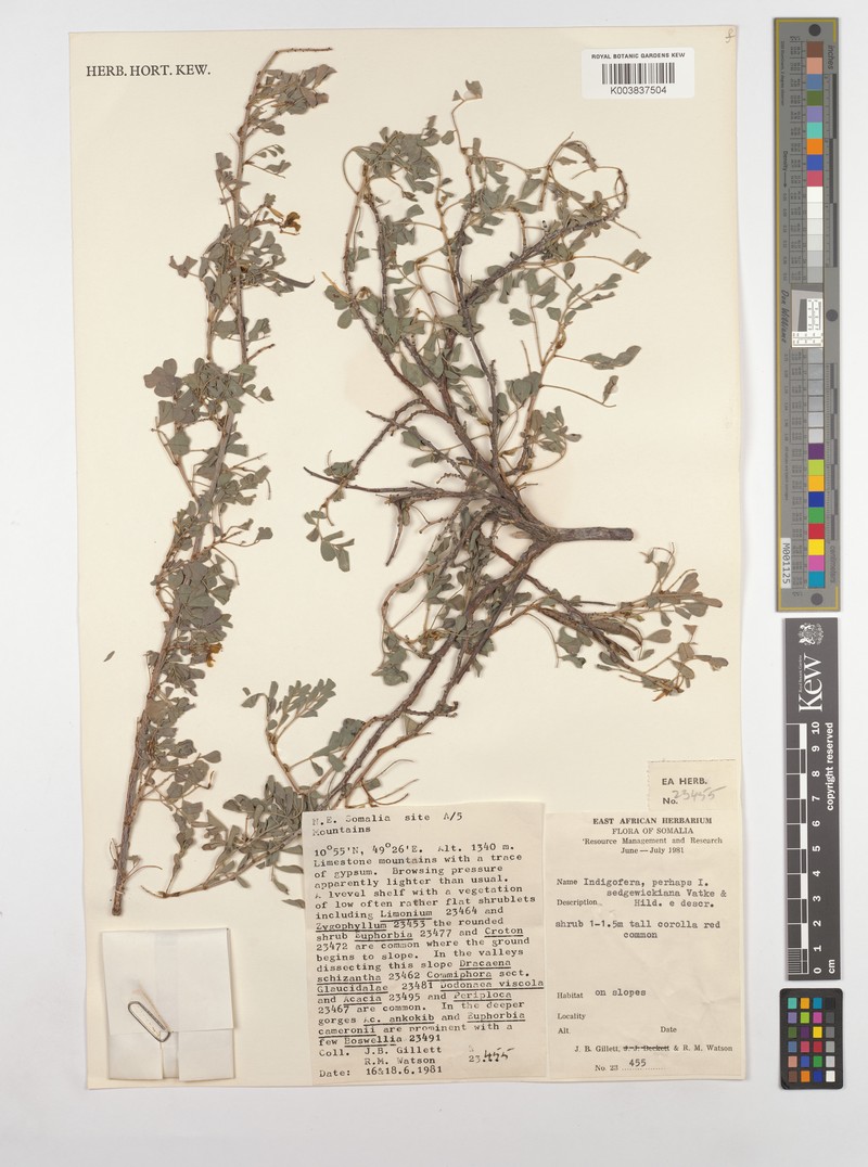 Indigofera sedgewickiana